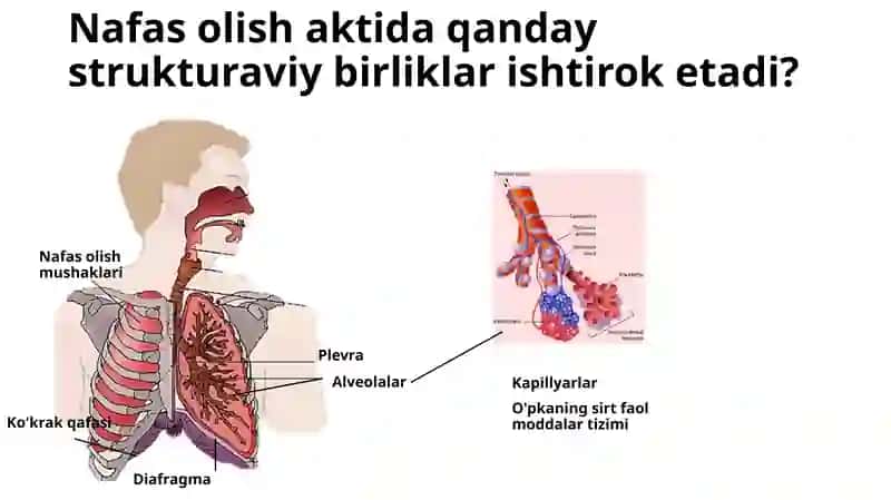Nafas olish tizimi kasalliklari 4