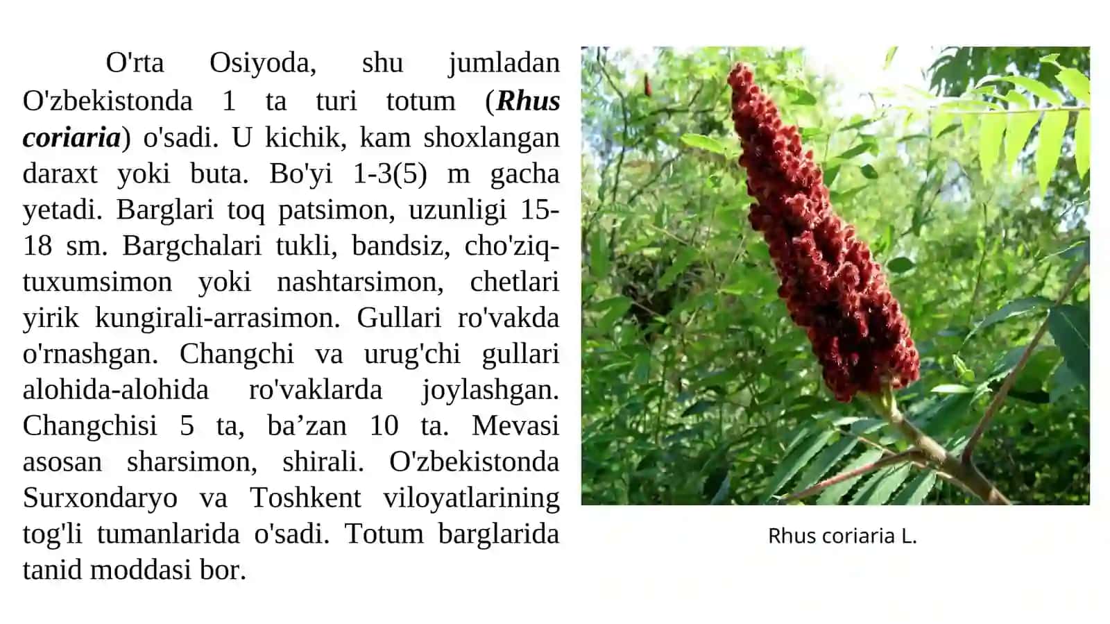 Pistadoshlar oilasi 4