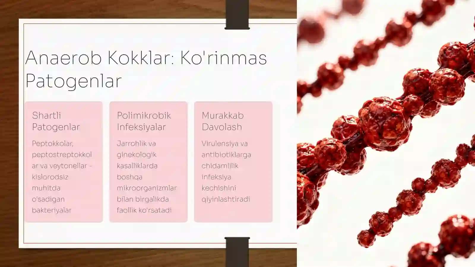 Shartli Patogen Anaerob Kokklar 4