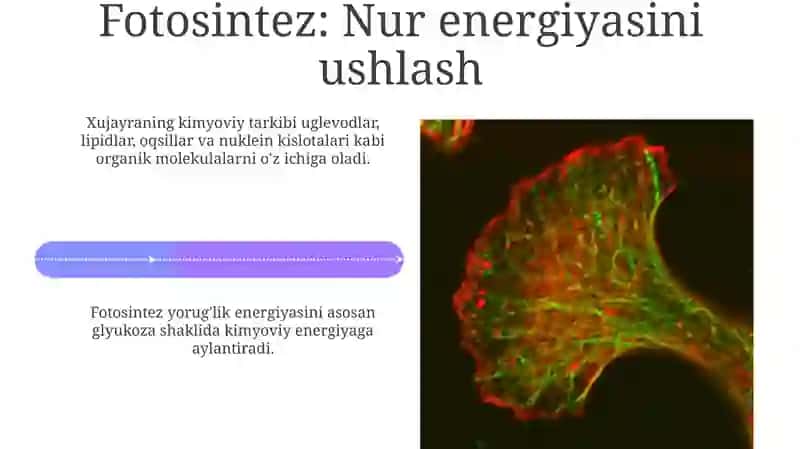 Hujayraning kimyoviy tarkibi 4