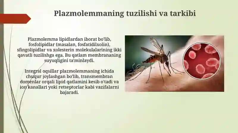 Bezgak paraziti plazmolemmasi 4