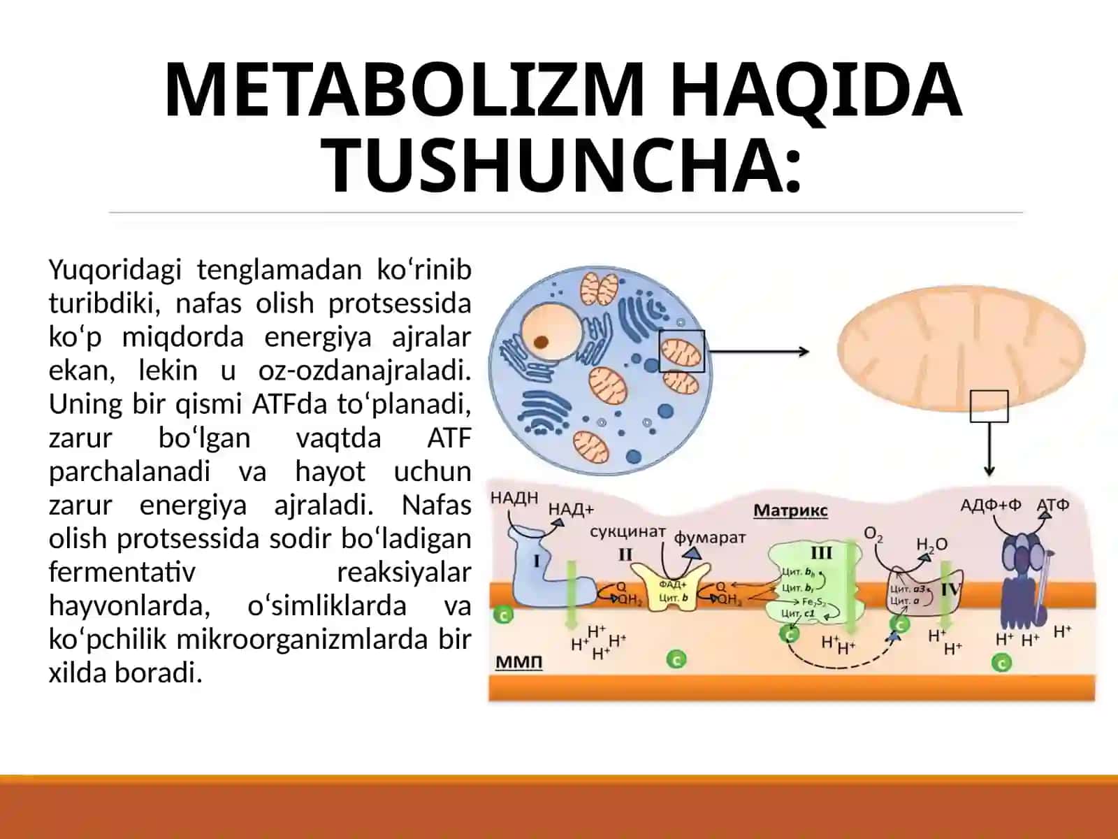 MIKROORGANIZMLAR METABOLIZMI 4
