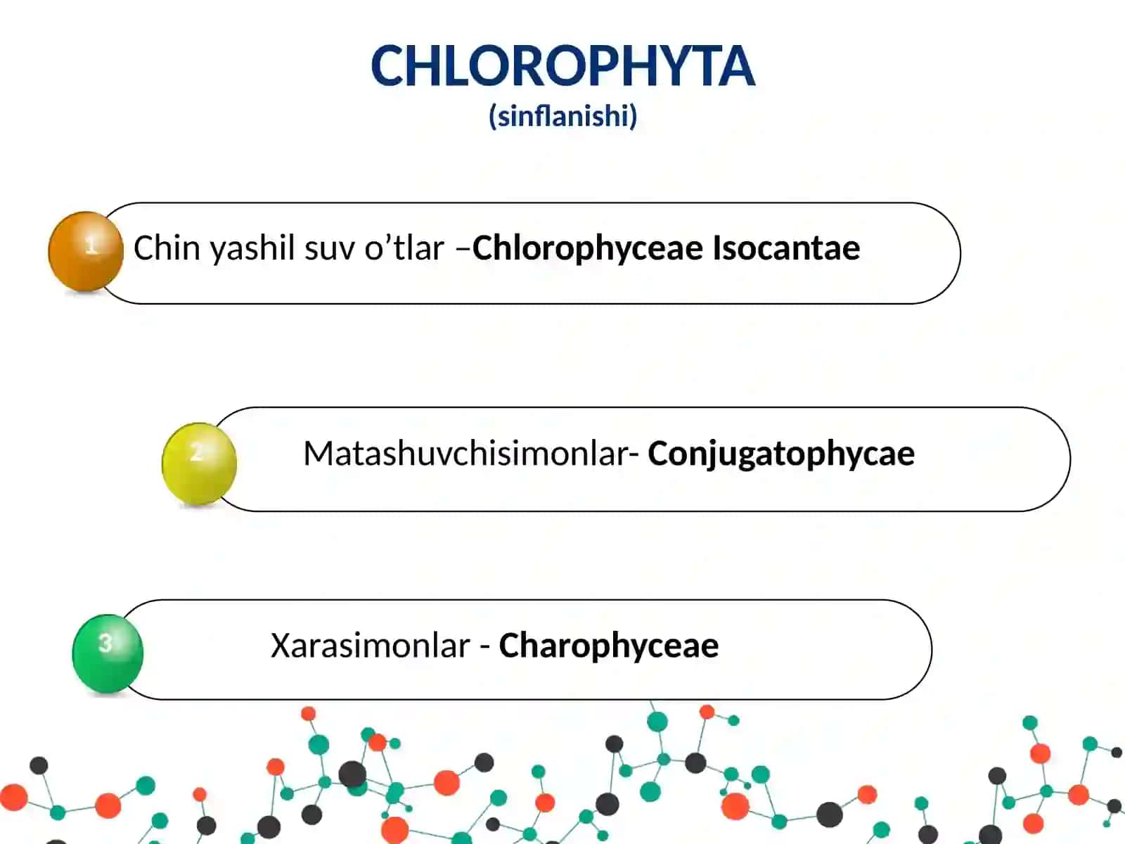 YASHIL SUV O’TLAR BO’LIMI –CHLOROPYTA 4