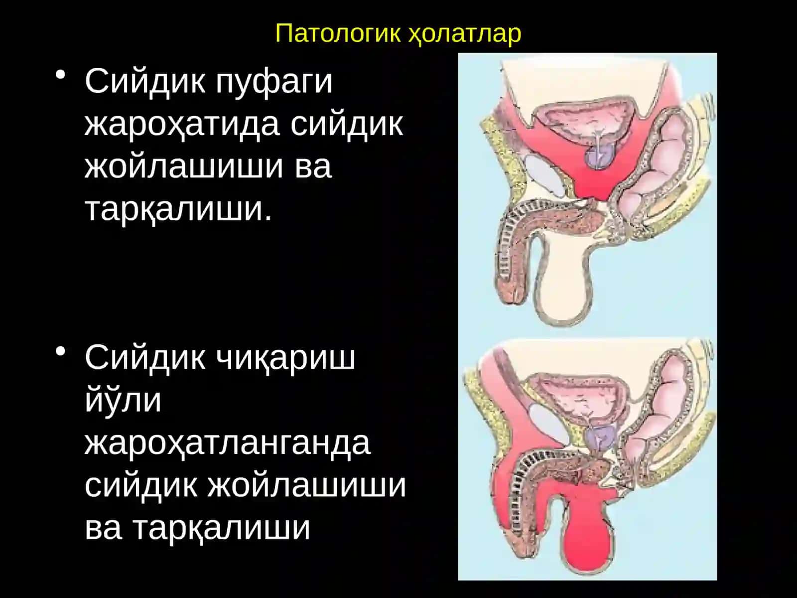 Оралиқ топографик анатомияси 4