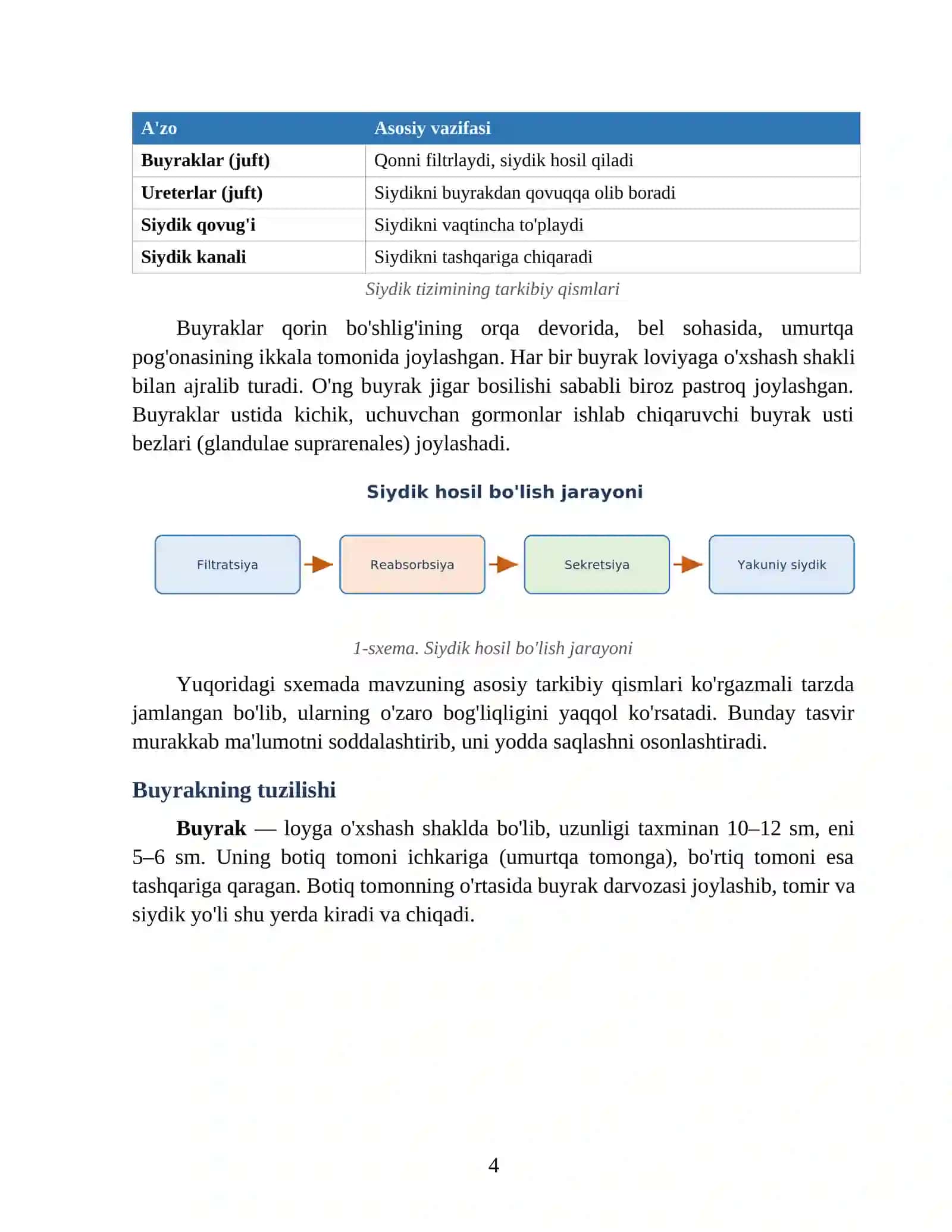 Buyrak va siydik yo'llarining anatomiyasi 4