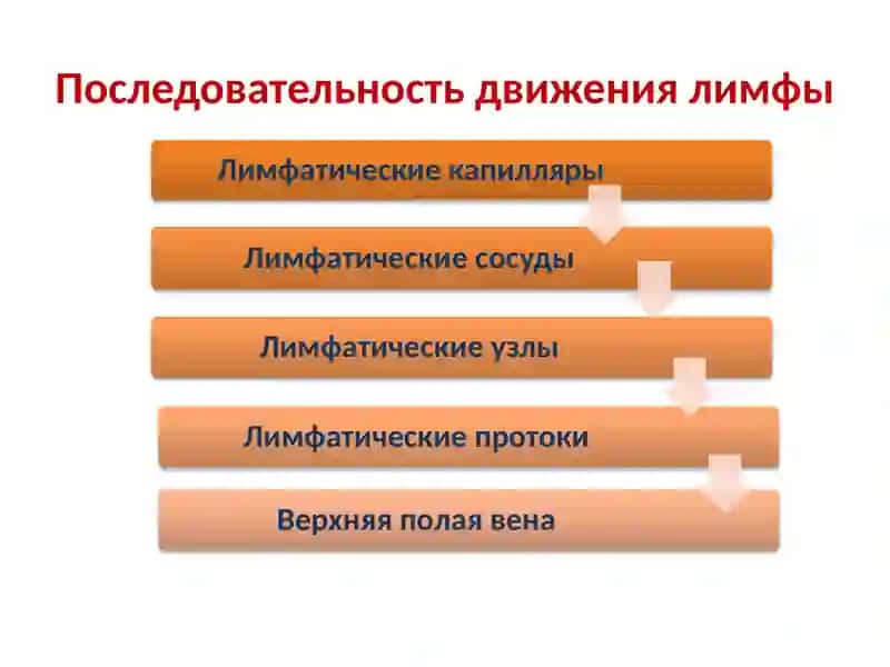 Лимфа И ЕЁ ДВИЖЕНИЕ 4