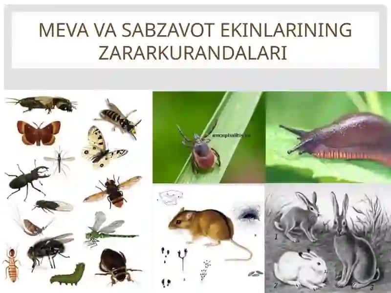 Zararkunandalarni aniqlash 4