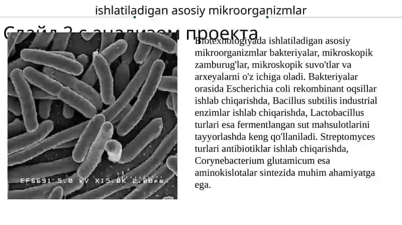 Mikroorganizmlar biotexnologiyasi 4