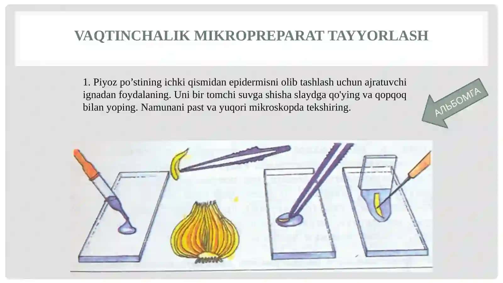 Piyozpo’sti hujayralarining tuzilishi 4