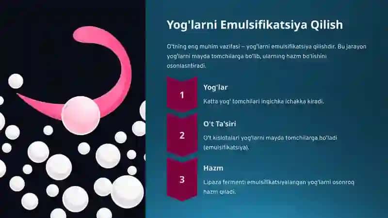 O'tning-Hazm-Jarayonidagi-Orni (2) 4
