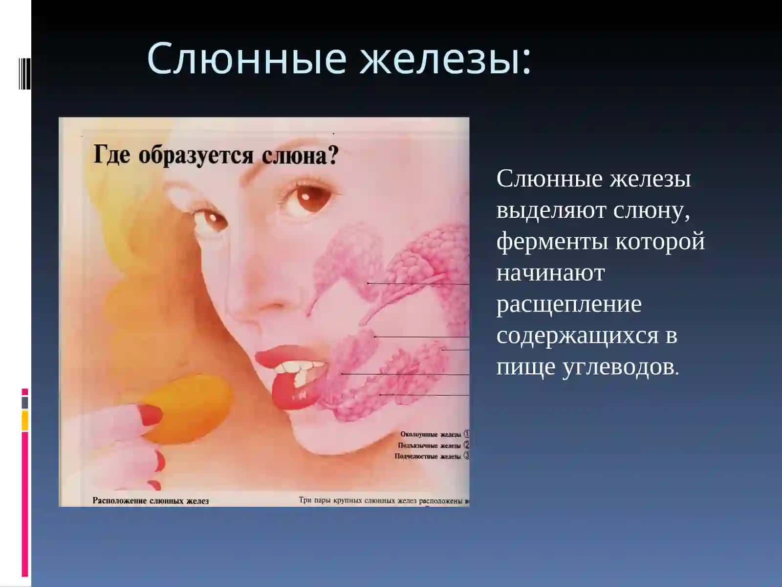 Пищеварительная система и процесс пищеварения 4