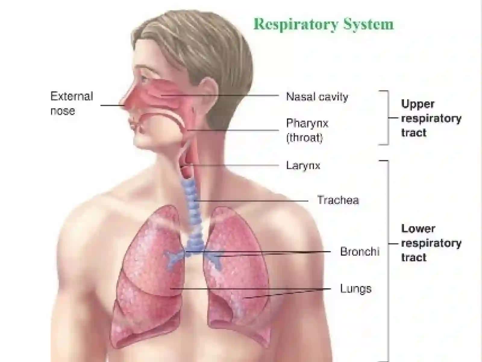 Systemarespiratorium 4