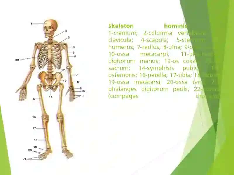 Suyaklar tuzilishi va rivojlanishi 4