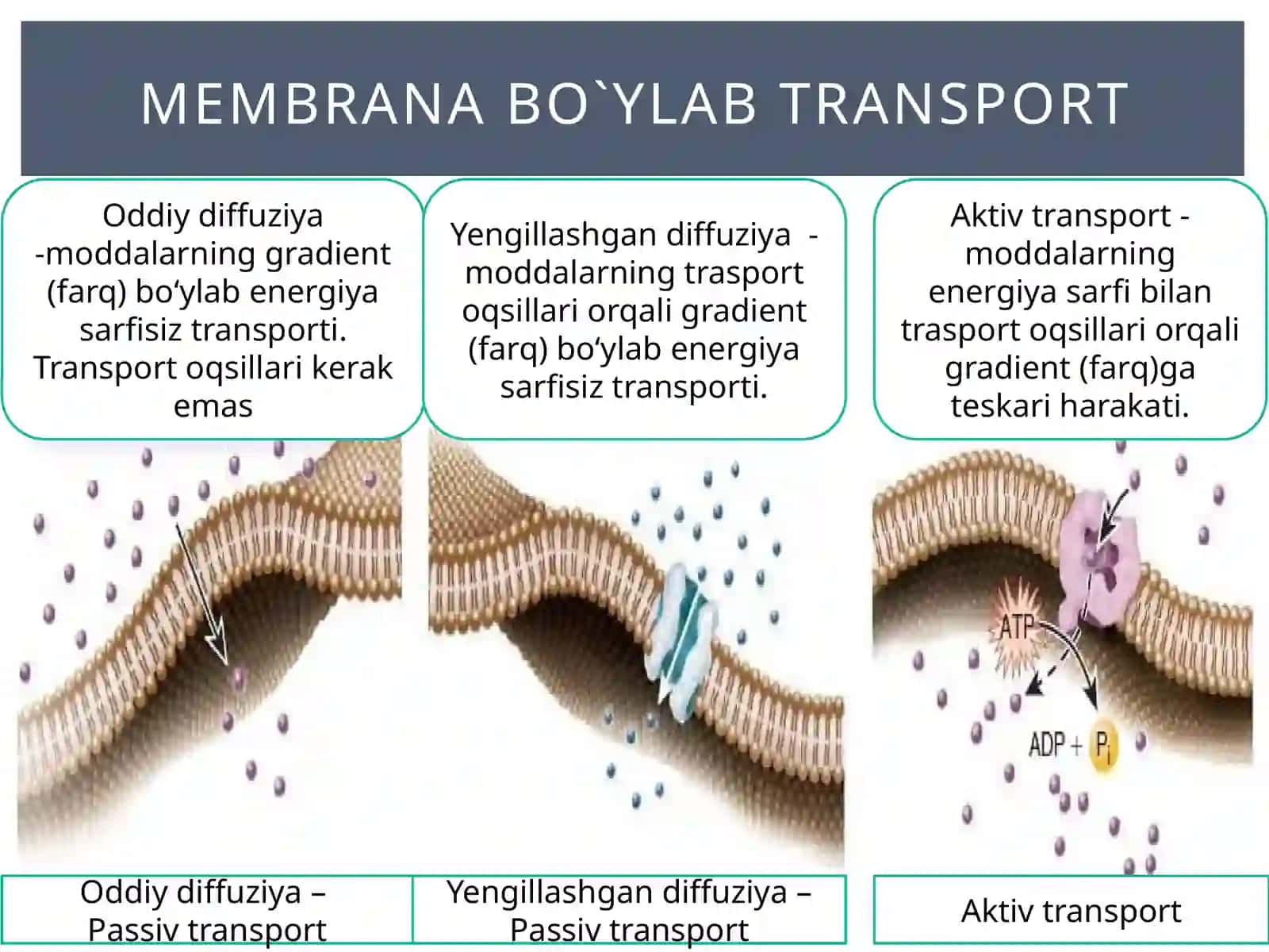 Passivtransport 4