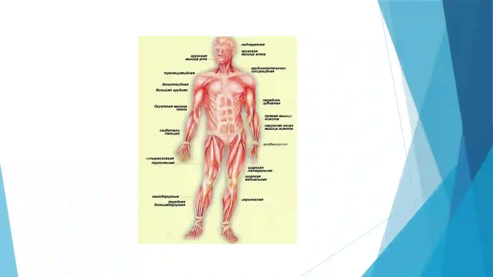 1-KURS 110-B GURUH TALABASIKAMOLAXON USMONALIYEVANING ANATOMIYA FANIDAN TAYYORLAGAN SLAYD 4
