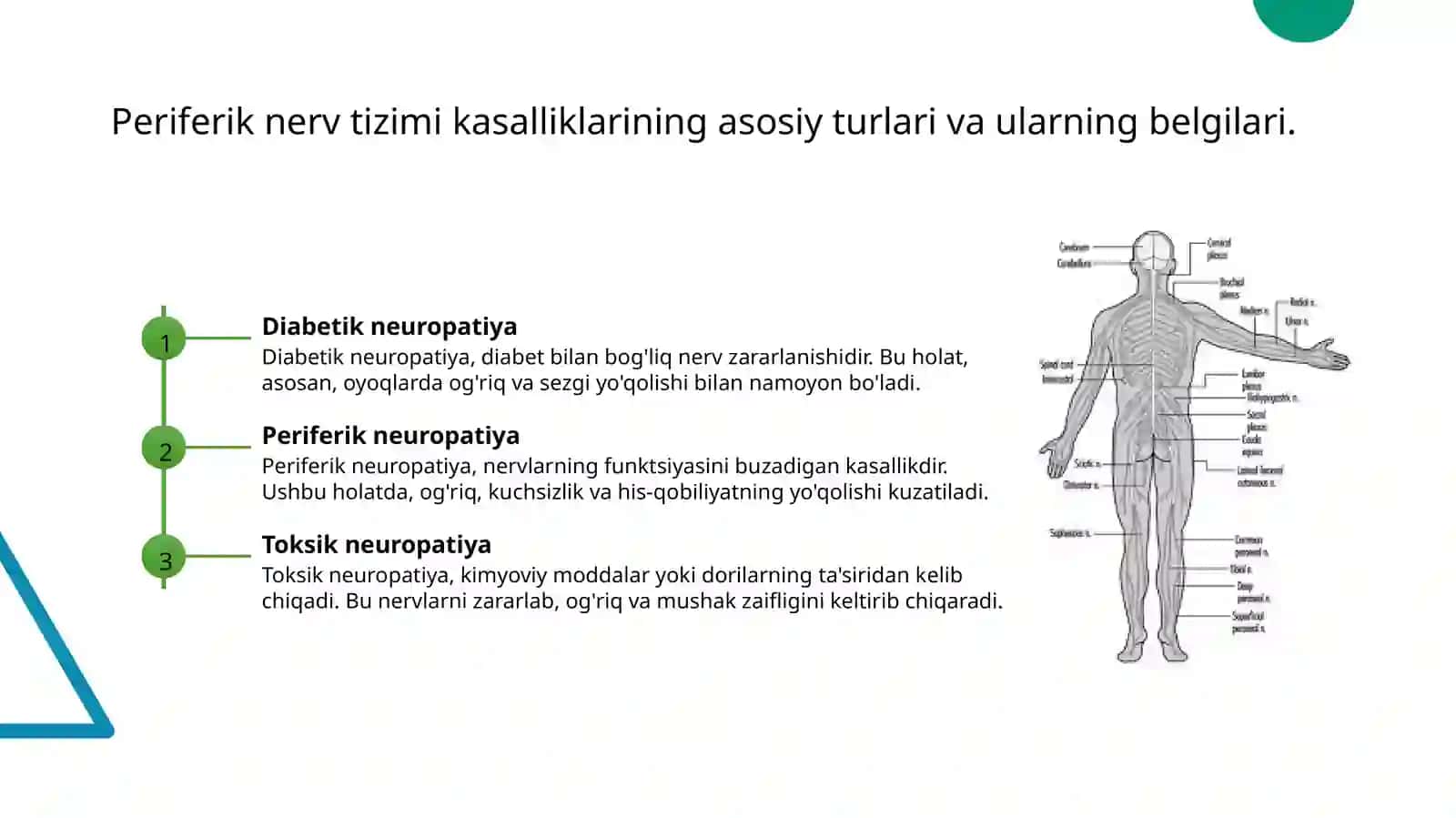 Periferik nerv tizimi 4