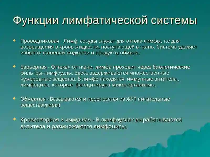 Лимфатическая система 4