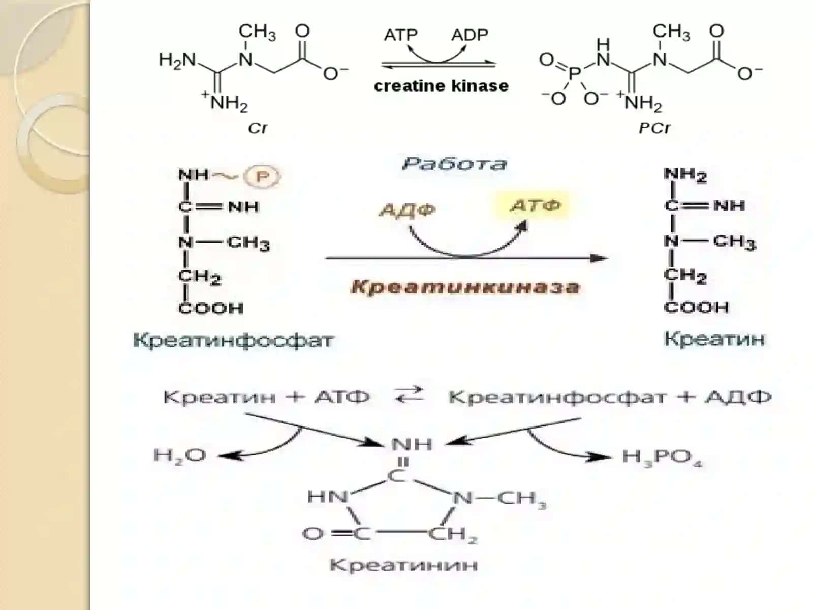 Kreqtin fosfokinaza, miopatiya, mushak 4
