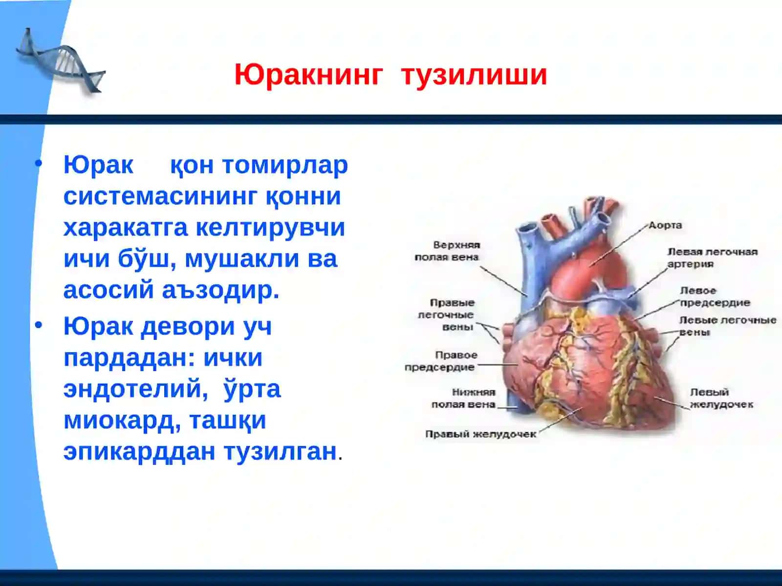 Юрак қон - томир системасининг фаолияти 4