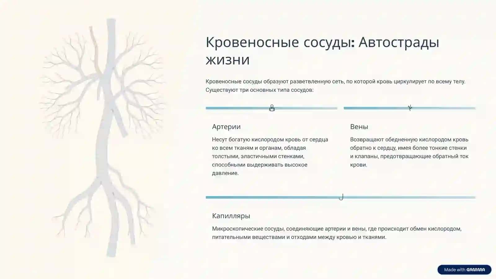 Система кровообращения: Путешествие по нашему телу 4