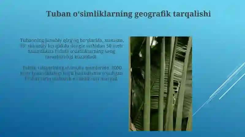 Tuban oʻsimliklar 4