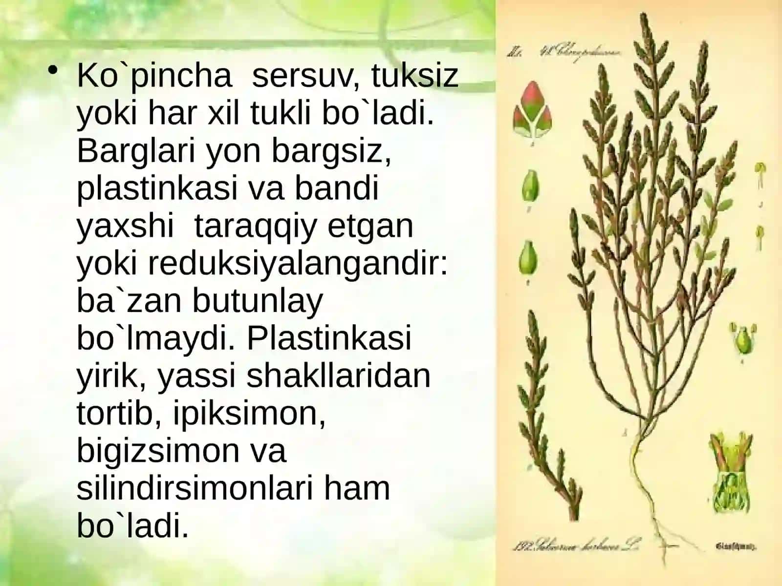 Sho'radoshlar oilasi-Chenopodiaceae 4