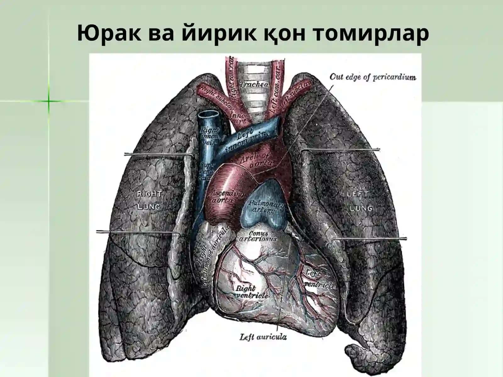 Юрак ва унинг тузилиши 4