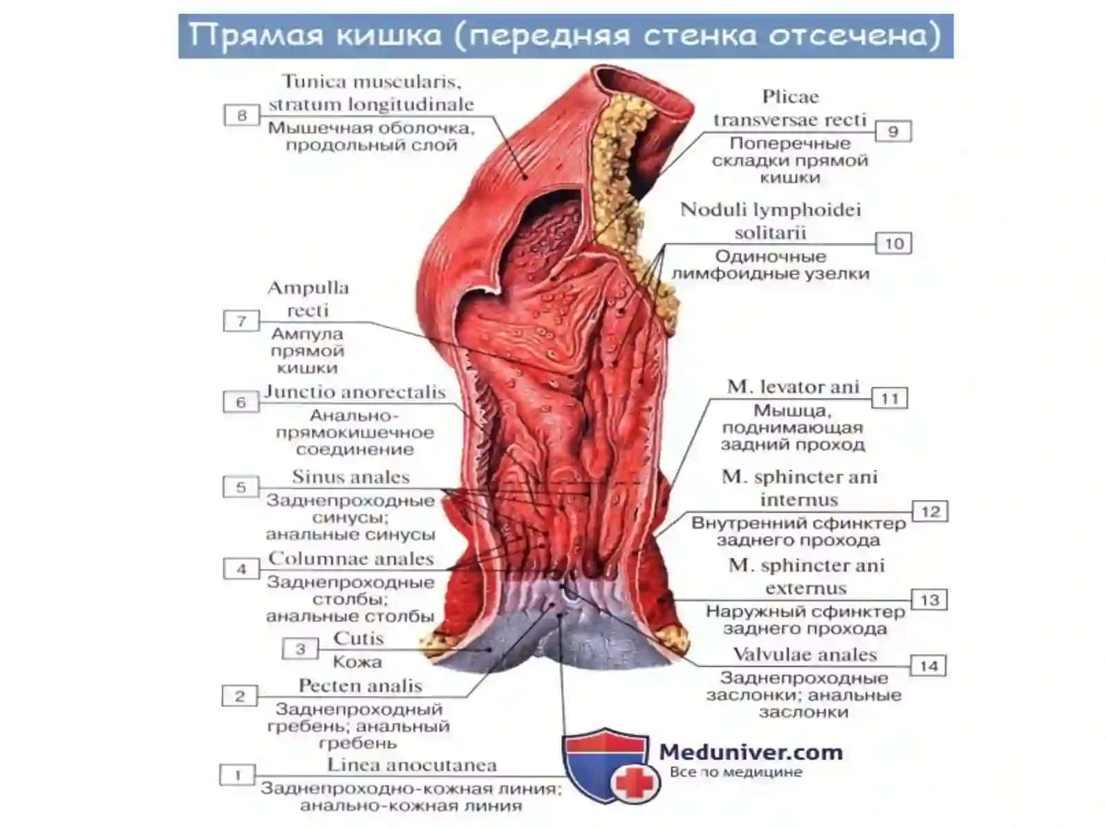 Тўғри ичак(rectum) 4