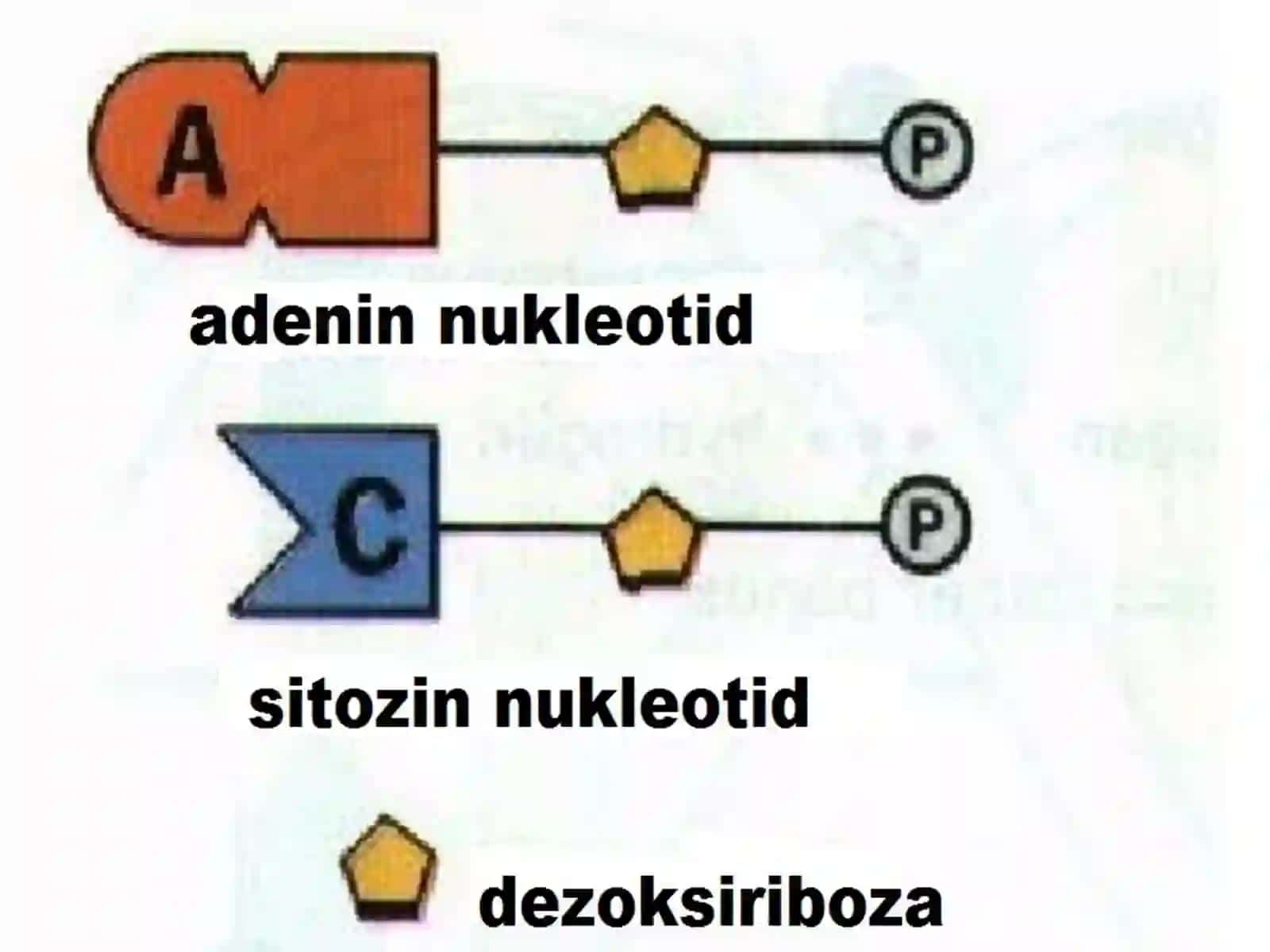 Nuklein kislotalarning strukturalari fermentlarning monor azit asoslari va ularning ahamiyati 4