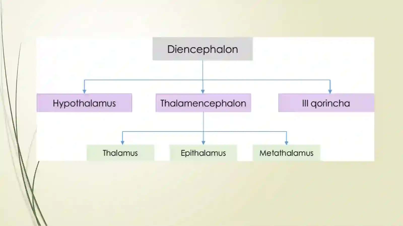 Thalamus 4