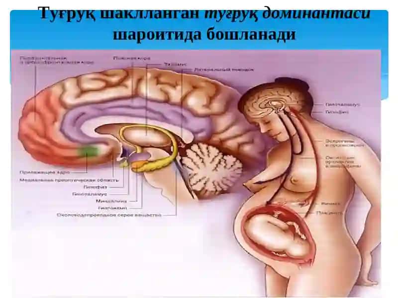 Чакалоклар реанимацияси 4