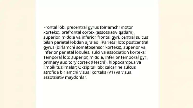 Bosh miya katta yarimsharlarining tuzilishi 4
