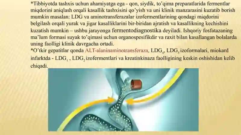 Fermentlar faolligining oshirilishi 4