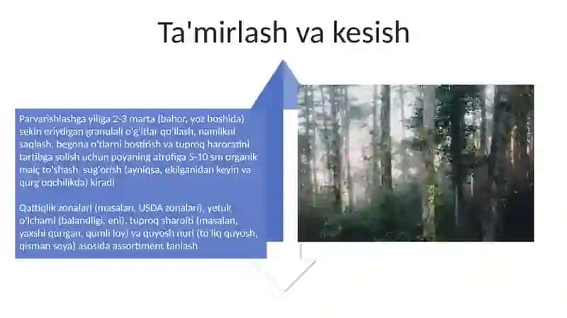 Toiar sanati uchun manzarali daraxtlar assortimenti 4