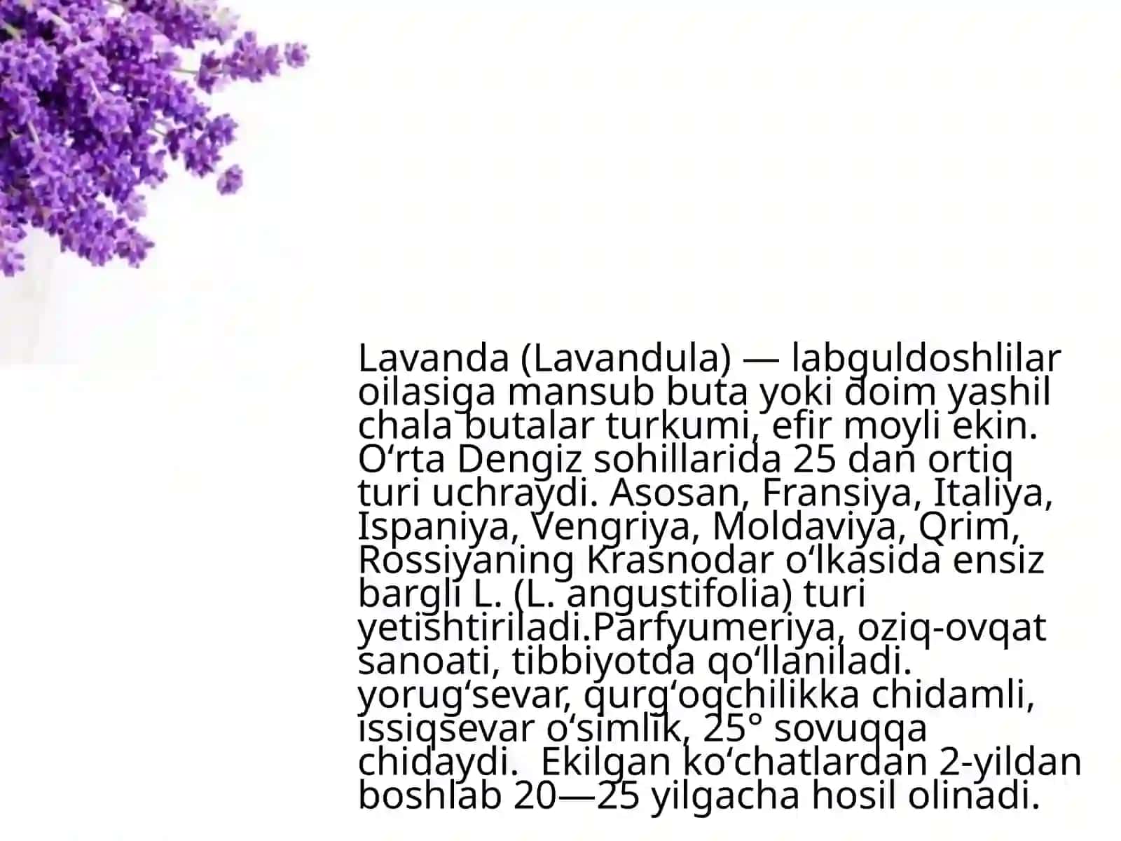 Lavanda o‘simligi xususiyatlari 4