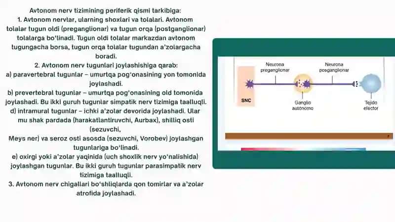 Vegetativ nerv sistemasi 4
