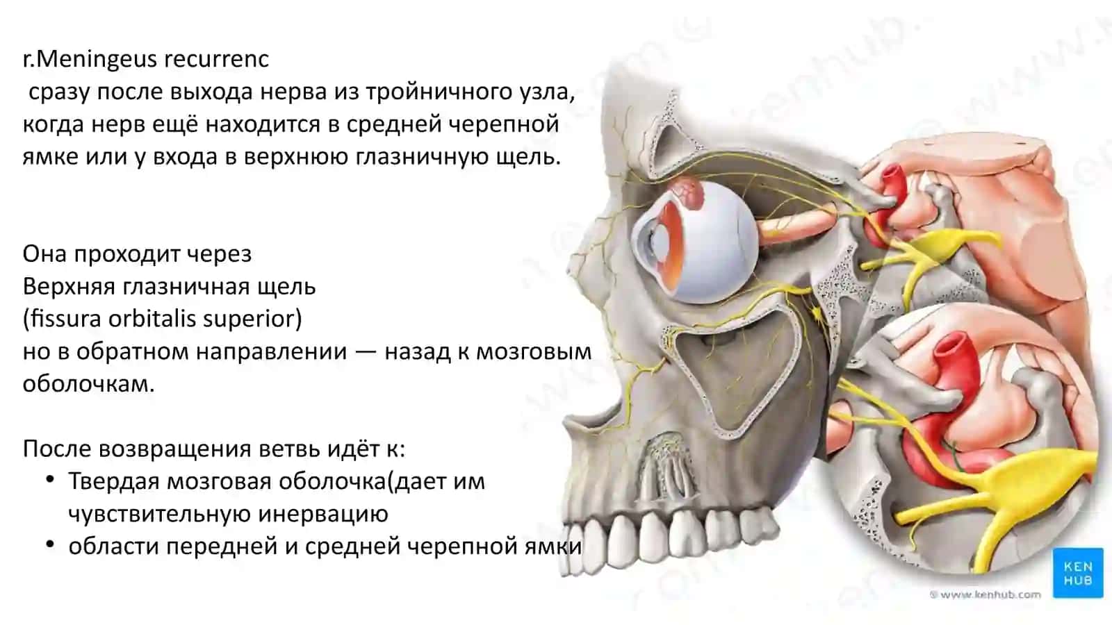 Тройничный нерв 4