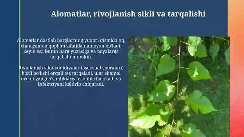 Tut daraxtida unshudring kasalligi 4