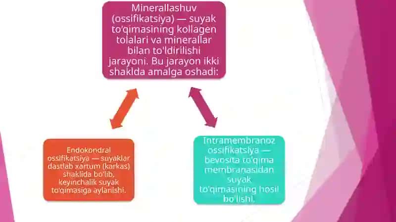 Suyakto'qimasi 4