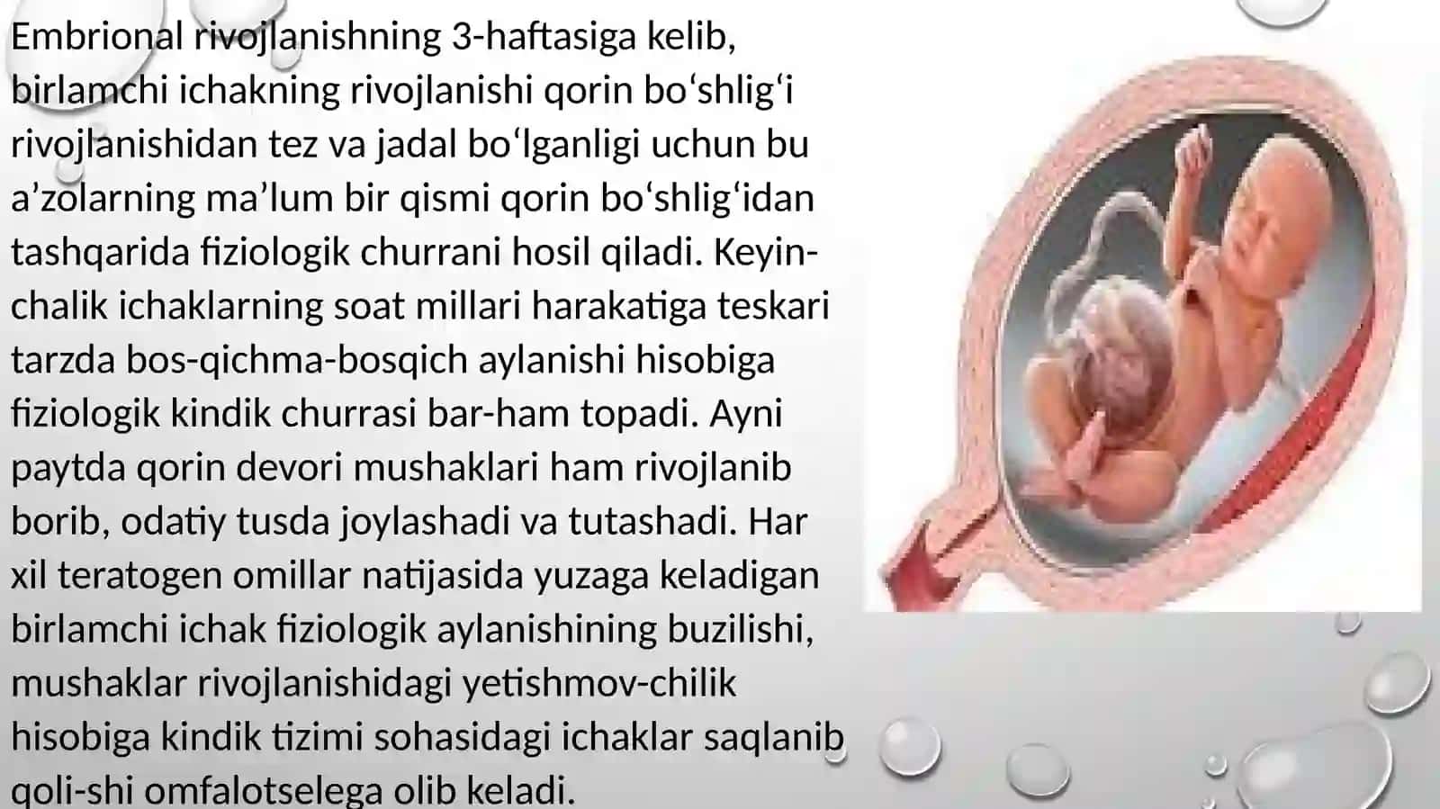 EMBRIONAL CHURRA(KINDIK TIZIMCHASI CHURRASI) 4