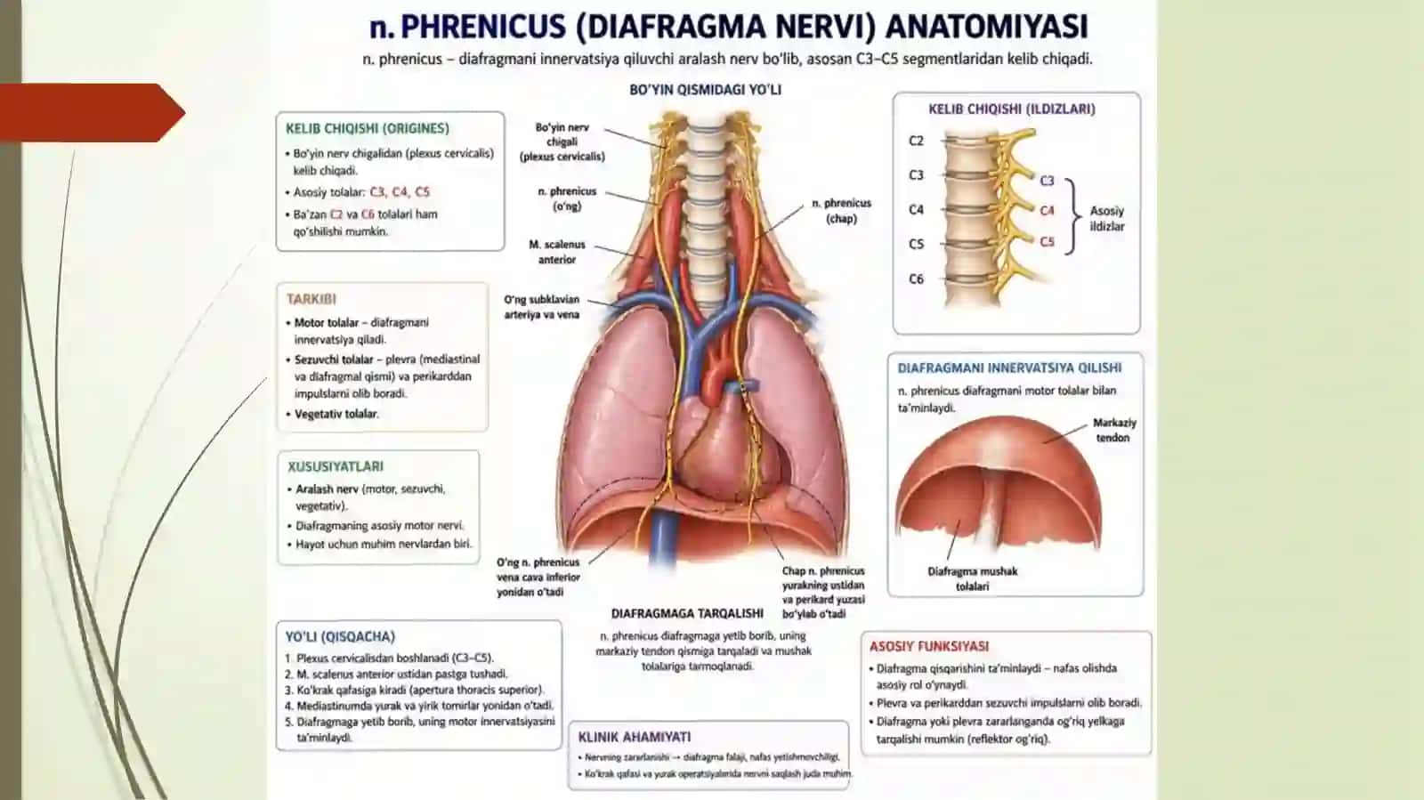Nervlar(n.phrenicus, n.vagus)topografiyasiO‘tishyo‘li 4