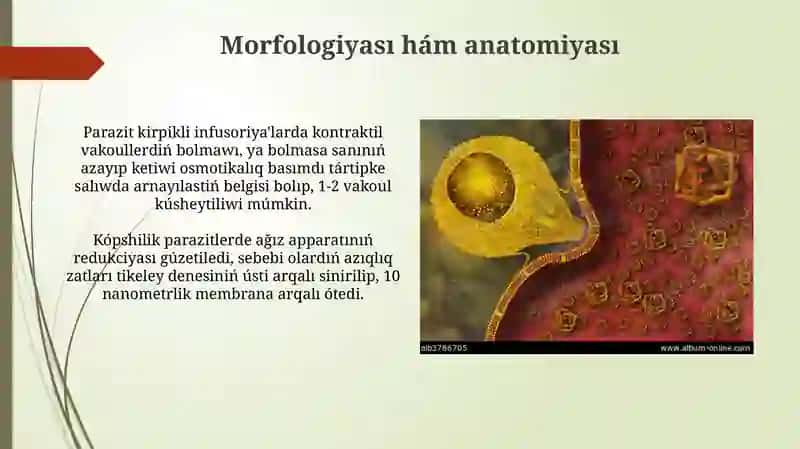 Parazit kirpikli infuzorialar 4