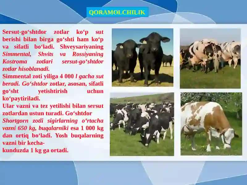 SUTEMIZUVCHILAR SINFIGA MANSUB CHORVA MOLLARI 4