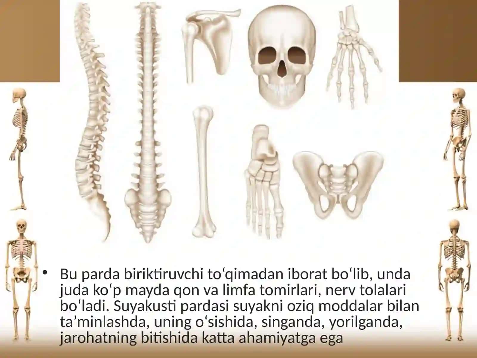 Suyaklarning tuzilishi va o’sishi 4
