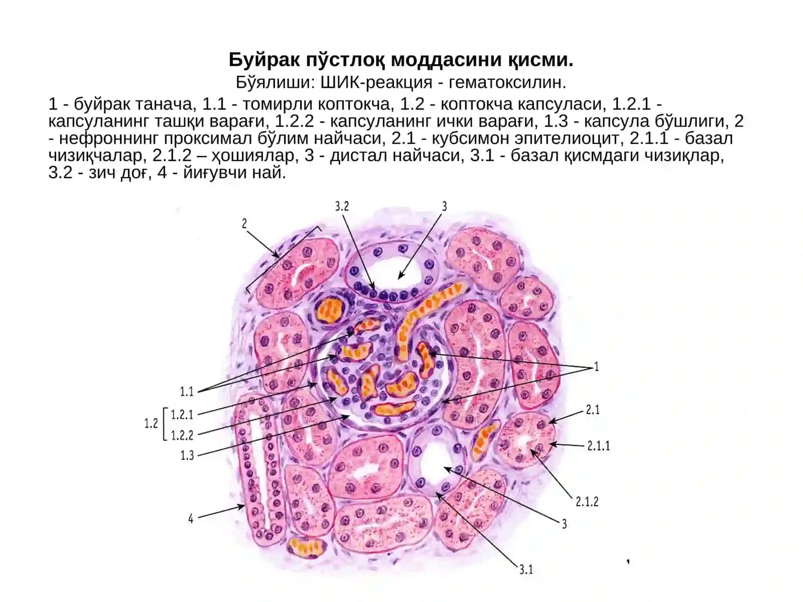 СИЙДИК АЙИРУВ СИСТЕМАСИ 4
