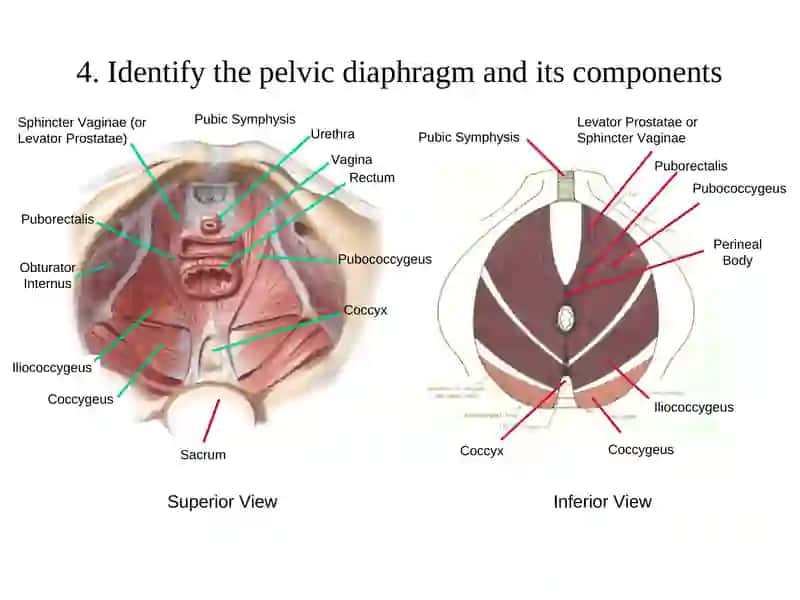 Pelvic Anatomy 4