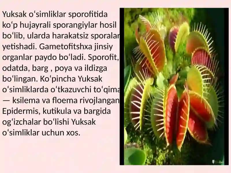 Yuksak oʻsimliklar sistematikasi 4