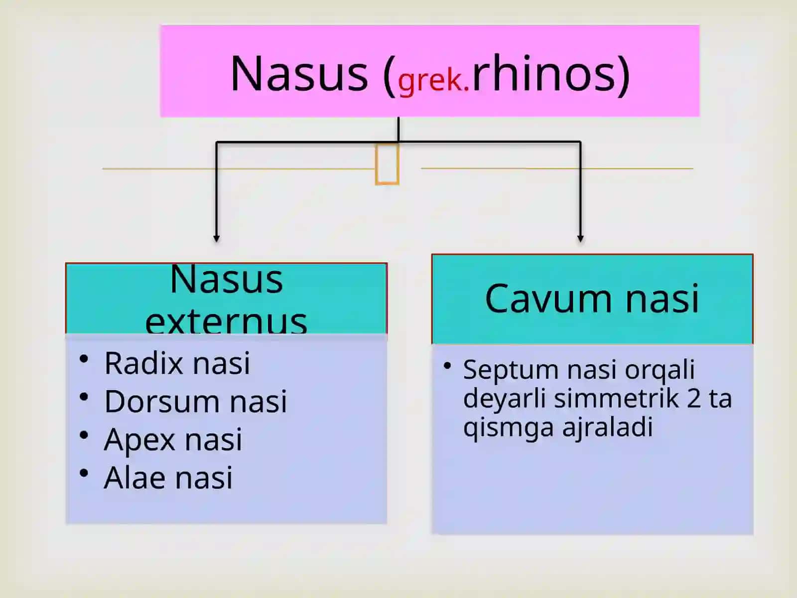 Burunbo`shlig`i, hiqildoq, paranazal bo`shliqlar 4