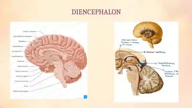 DIENCEPHALON VENTRICULUS TERTIUS 4
