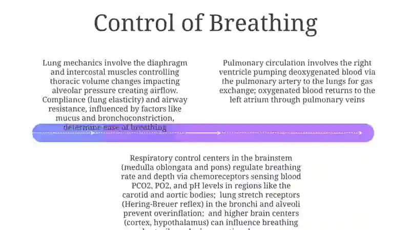 Lungs and a pulmonary system 4